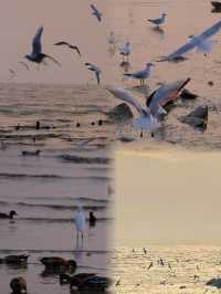 深圳冬日封神！海鷗與日落的浪漫暴擊