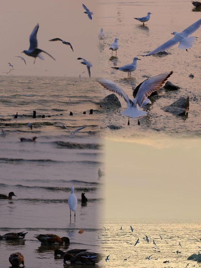 深圳冬日封神！海鷗與日落的浪漫暴擊