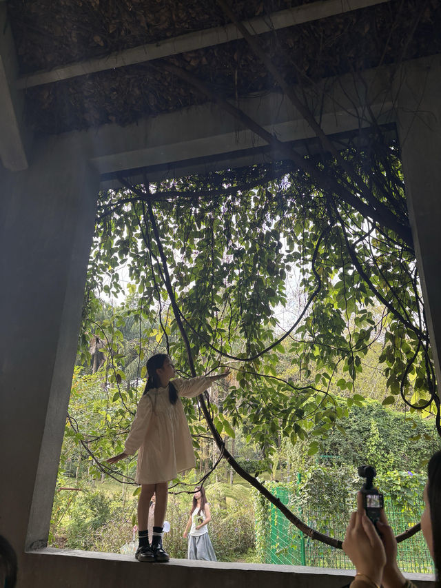 華南植物園拍照吸氧全攻略｜逃離城市計劃來啦
