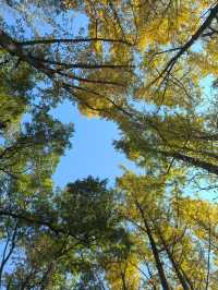 中山植物園就是靜奢風的天花板，閉眼入不虧！