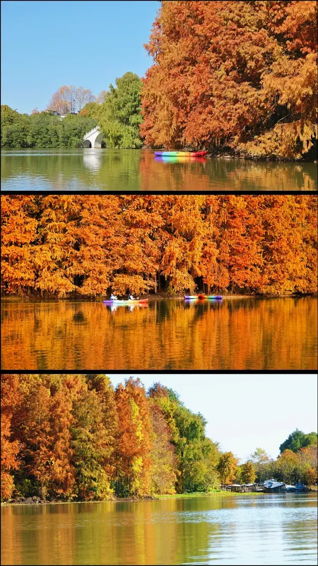 終於等來上海天花板水杉林的封神期附攻略 終於等來上海天花板水杉林的封神期附攻略