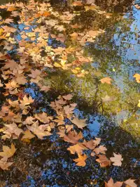 12.3魯迅公園秋日進度100％（附機位）