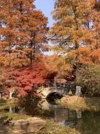 12.1武漢|現實版秋日莫內油畫~地鐵直達