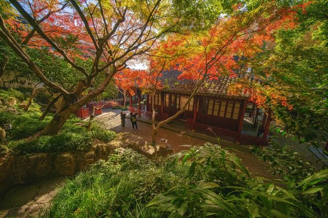 西湖絕美秋色預警這片霜葉紅得我心都化了～