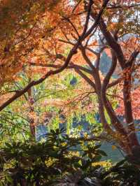 魔都秋日私藏共青森林的治癒漫遊手記