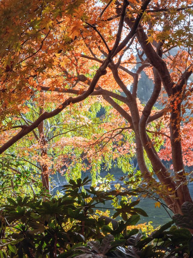 魔都秋日私藏共青森林的治癒漫遊手記