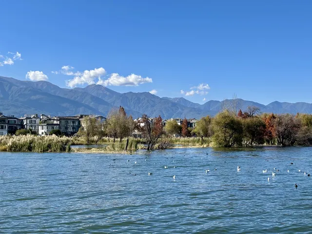 12月的洱海邊,彩林和海鷗也太配了吧 12月的洱海邊,彩林和海鷗也太配了吧