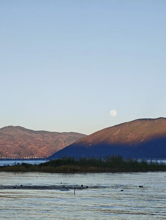 12月的洱海邊,彩林和海鷗也太配了吧 12月的洱海邊,彩林和海鷗也太配了吧