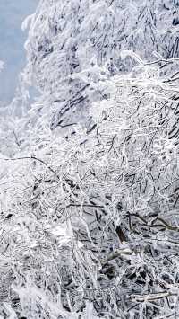 北京初雪刷屏南京紫金山霧淞已在路上!東北平替絕美暴擊