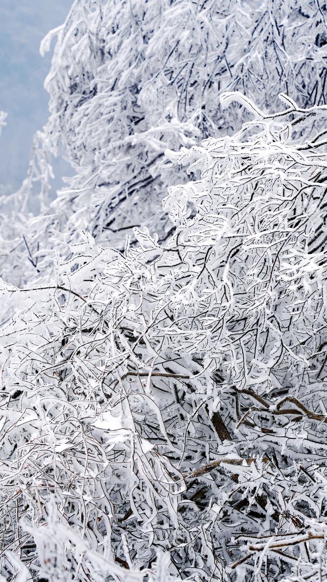 北京初雪刷屏南京紫金山霧淞已在路上!東北平替絕美暴擊 北京初雪刷屏南京紫金山霧淞已在路上!東北平替絕美暴擊