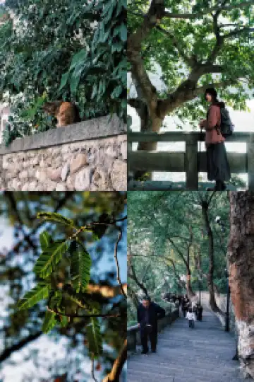 隱山𝟙𝟡|三峽之巔,煙光凝而暮山紫