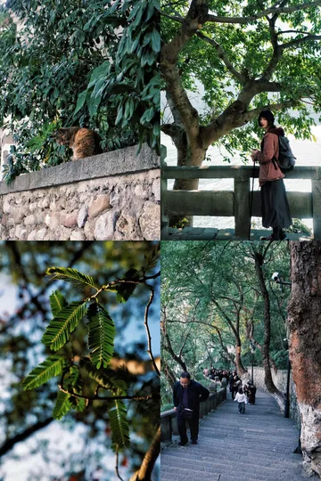 隱山𝟙𝟡|三峽之巔,煙光凝而暮山紫 隱山𝟙𝟡|三峽之巔,煙光凝而暮山紫