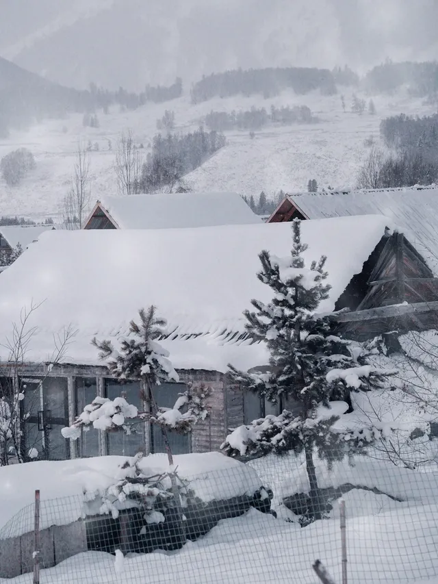 阿達西,今年的禾木我來看了 阿達西,今年的禾木我來看了