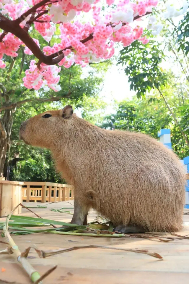 The capybara exhibit renovation is complete, offering an unobstructed viewing experience upgrade