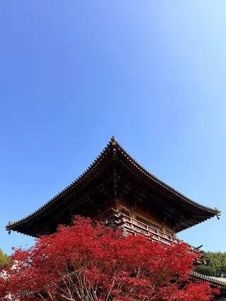 Baoshan Temple in Shanghai | Autumn Romance of Red Maple Leaves and Ancient Temple