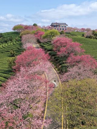 Пропустите это событие — и вам придётся ждать ещё год! Нашёл чайный сад с цветущей сакурой в провинции Фуцзянь, рекомендованный National Geographic.