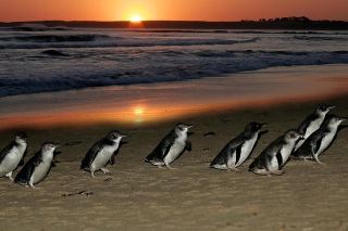 フィリップ島ペンギンパレード：月明かりの下の魔法の瞬間