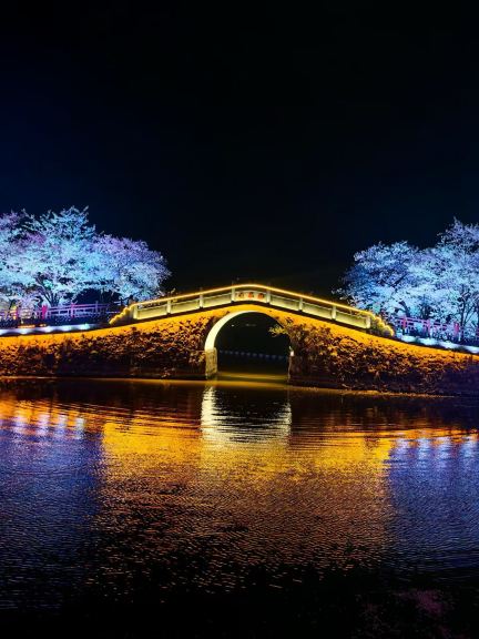 夜桜 | Trip.com 無錫