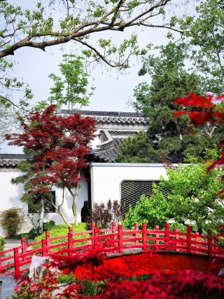 Hefei Garden Expo Park Yangzhou Garden｜Late Spring Exclusive Red Maple Secret Spot