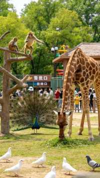 鄂州園博園玲瓏動物園五月遛娃攻略