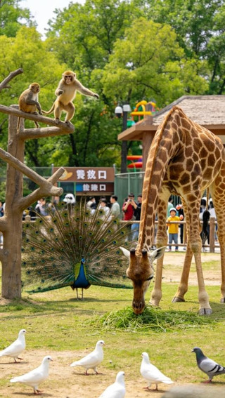 Panduan Rekreasi Keluarga Bulan Mei di Ezhou Garden Expo Park dan Kebun Binatang Linglong