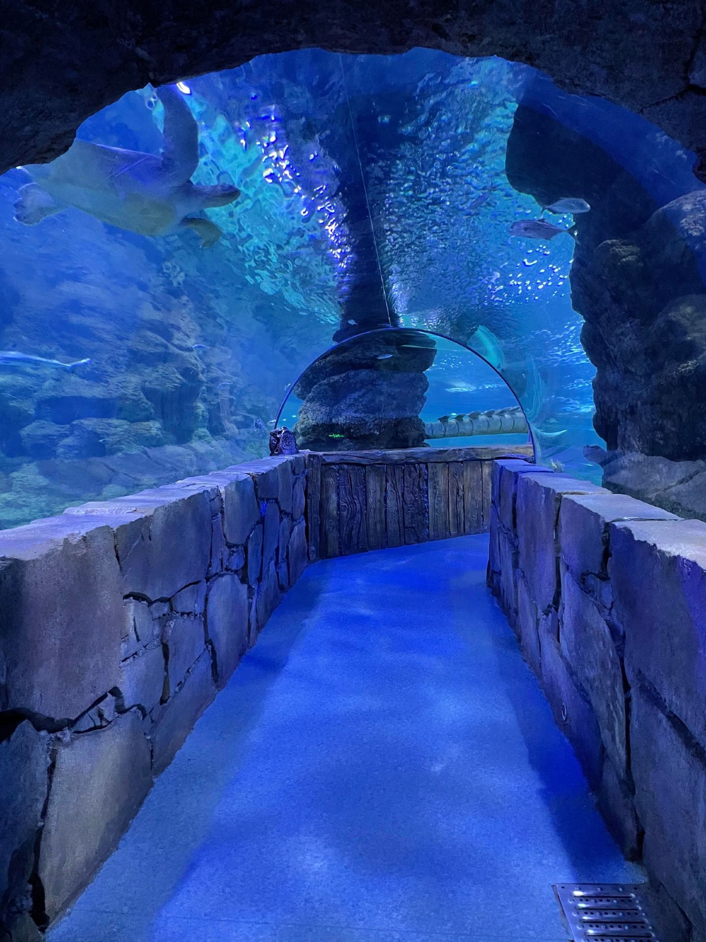 Wow! Xi'an also has such an amazing underwater world! 💙
Qujiang Ocean Polar Park is definitely worth a visit!
Check out these adorable wonders:
🐠 Schools of white butterfly koi fish
🐢 Cute little turtles
🦈 Super cool colorful sharks
🐻❄️ Adorable polar bears
🐺 Majestic Arctic wolves
🌊 The best part is the 180° unbeatable scenic underwater tunnel!
Behind the huge glass wall, whale sharks swim gracefully~
Every shot looks like a blockbuster photo📸
The fish around the coral reefs are absolutely stunning💥
If you go during the day, the lighting is perfect☀️
📍Practical Information:
Address: No. 1 Qujiang 2nd Road, Yanta District, Xi'an
⏰Opening Hours: 09:00-19:00 (last entry at 17:15)
🚇Transportation: Metro Line 3, "Beichitou Station" Exit C, 20-minute walk
🎫Tickets:
Adults 180 RMB/person
Students 120 RMB/person
Children 90 RMB/person (1.2-1.4 meters)
Free for under 1.2 meters and over 65 years old🆓
🌟Tips:
It's better to visit in the morning when there are fewer people
Be sure to record a video in the underwater tunnel!
The polar pavilion is very cold, remember to bring a jacket🧥