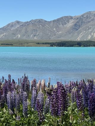 Super practical 8-day New Zealand summer vacation guide