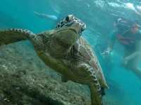 Apo Island, Dumaguete Philippines