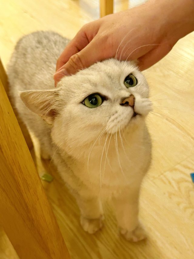 ⭐️貓貓Cafe竟然有豬仲有狗？🐱🐷🐶