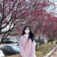벚꽃이 피기 전 3월에는 광양 매화 축제와 함께