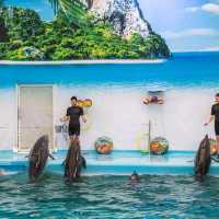  ดูแมวน้ำ 🦭 เล่นกับโลมา 🐬
Dolphins Bay Phuket
