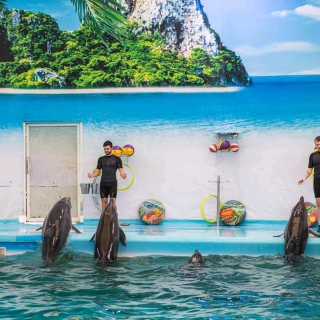  ดูแมวน้ำ 🦭 เล่นกับโลมา 🐬
Dolphins Bay Phuket