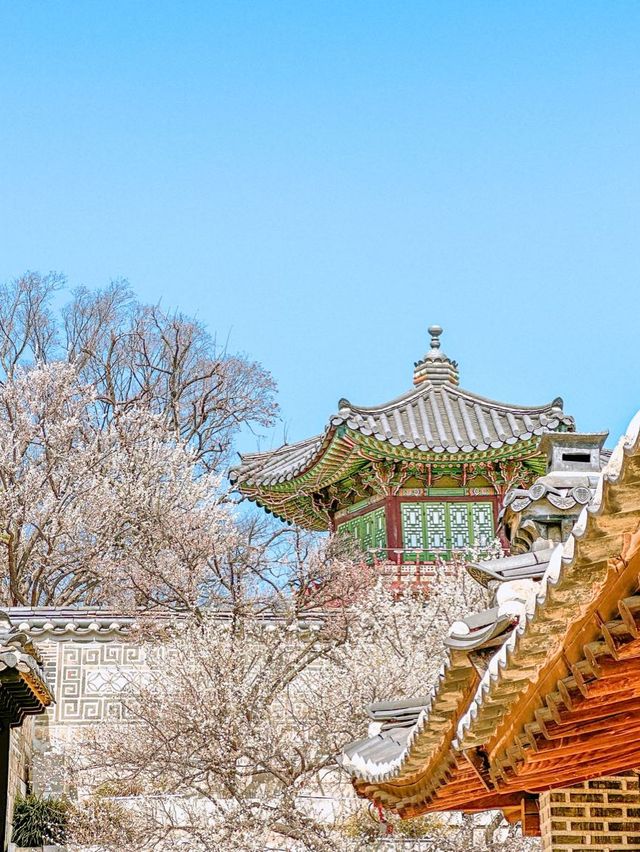 지금 당장 창덕궁 & 창경궁 가야 하는 이유! 