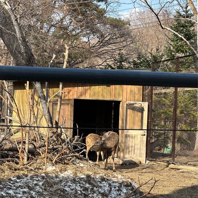 円山動物園 本地人和遊客都值得一遊的地方👍🏻