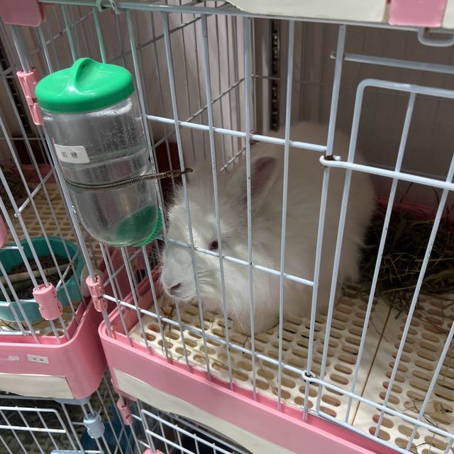 深圳可愛寵物咖❤️❤️❤️❤️