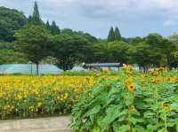 เที่ยวญี่ปุ่น Gifu World Rose Garden 