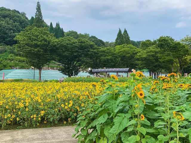 เที่ยวญี่ปุ่น Gifu World Rose Garden 