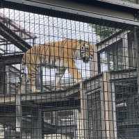 【親子景點】京都市動物園