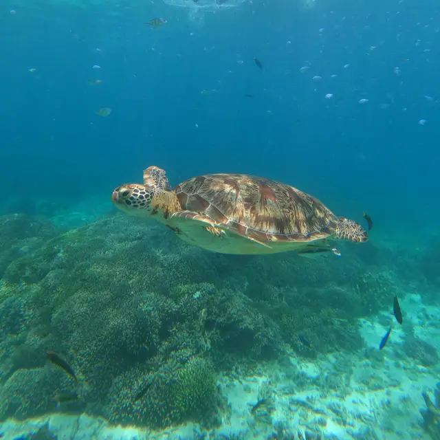 필리핀 호핑의 성지 발리카삭 최고야!!!!!