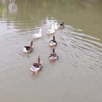 พาเที่ยวคาเฟ่บรรยากาศดี ร่มรื่น ที่ ดูบัวคาเฟ่