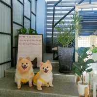 คาเฟ่น่ารักๆ น้องหมาน้องแมวเข้าได้ทุกโซน