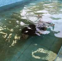 Sea Turtle Conservation Songkhla