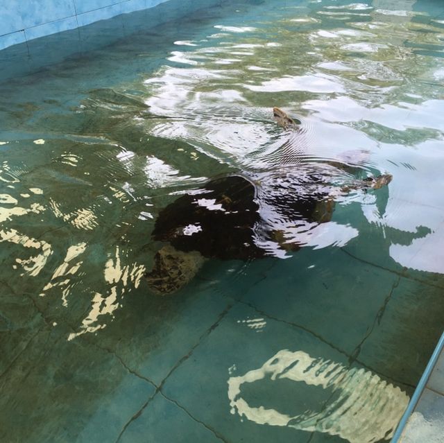 Sea Turtle Conservation Songkhla