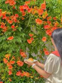 청주에서 제일 예쁜 능소화 맛집🧡