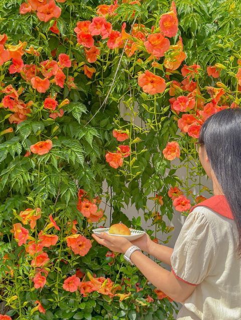 청주에서 제일 예쁜 능소화 맛집🧡