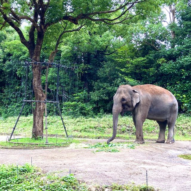 📍よこはま動物園ズーラシア/神奈川県