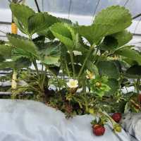 experience picking own strawberries 