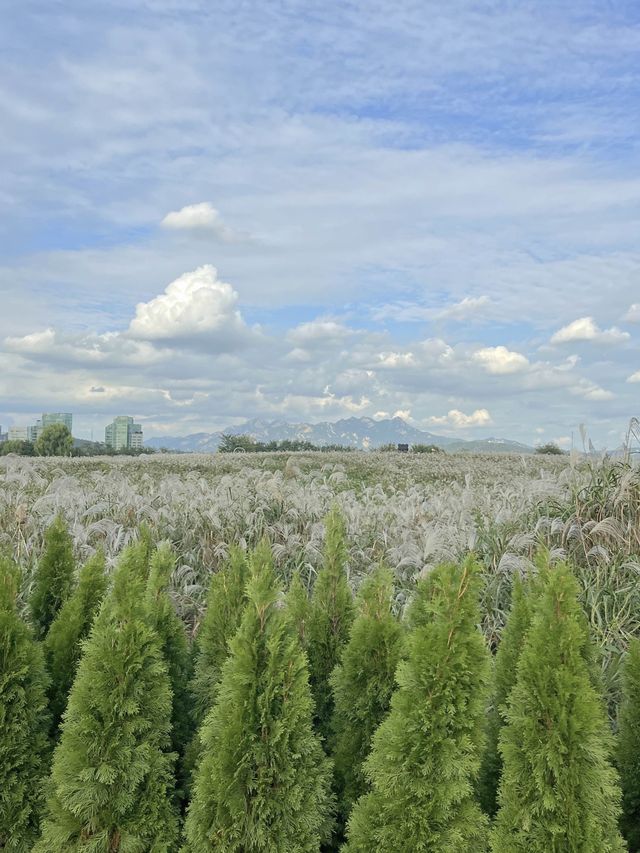 2023 하늘공원 억새축제 200% 제대로 즐기기 🌾