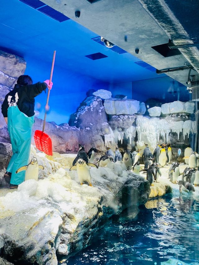 Osaka Aquarium Kaiyukan 🐬🪸🪼🦭🦦🐠🐡🐟🐧