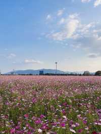 대구에서 코스모스밭을 보고 싶다면?🌸
